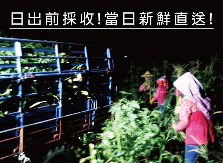 日出前採收當日新鮮直送