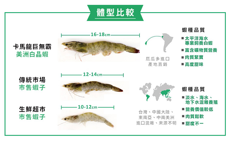 美洲白晶蝦與市售蝦子體型比較