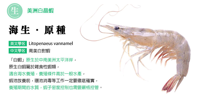 美洲白晶蝦-海生原種