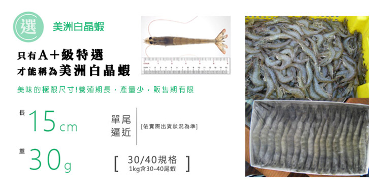 美洲白晶蝦-特選