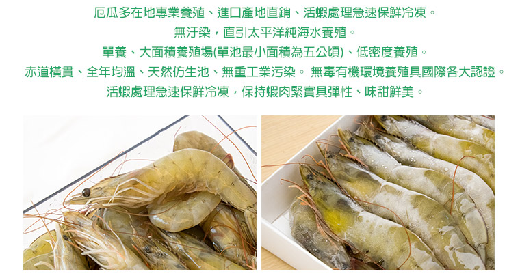 美洲白晶蝦-產品介紹